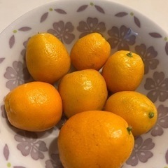 きんかん約1.5kg