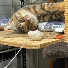 幸せになりました/みーちゃん5〜6ヶ月