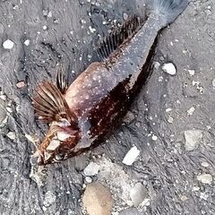 茨城県鹿嶋周辺で釣りしてる方 - 鉾田市