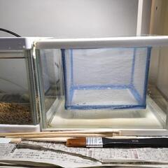 熱帯魚、メダカ飼育セット、水槽２個、メダカ数匹、エビ数匹付きの画像