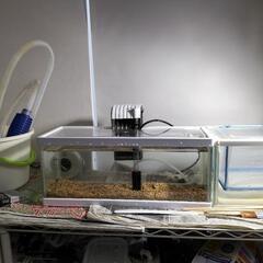 熱帯魚、メダカ飼育セット、水槽２個、メダカ数匹、エビ数匹付きの画像