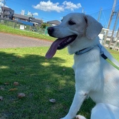 ラブラドール雑種