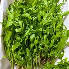 水草④