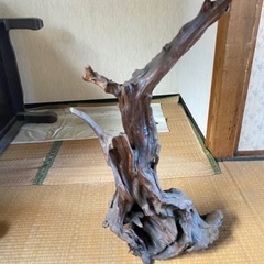 流木(置物)