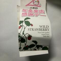 種　ワイルドストロベリー(イースター)玉子型容器の画像