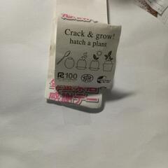 種　ワイルドストロベリー(イースター)玉子型容器の画像