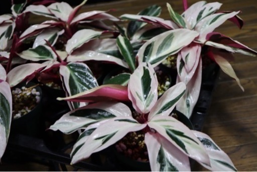 【観葉植物】カラテア ストロマンテ サンギネア トリオスター