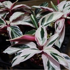 【観葉植物】カラテア ストロマンテ サンギネア トリオスターの画像