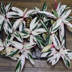 【観葉植物】カラテア ストロマンテ サンギネア トリオスターの画像