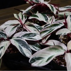 【観葉植物】カラテア ストロマンテ サンギネア トリオスターの画像