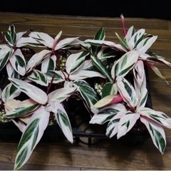 【観葉植物】カラテア ストロマンテ サンギネア トリオスター