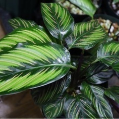 【観葉植物】カラテア ビューティースターの画像