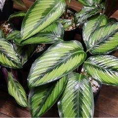 【観葉植物】カラテア ビューティースターの画像