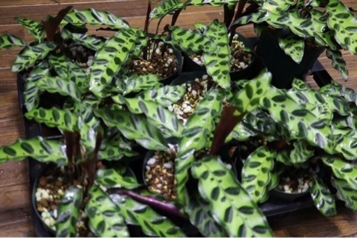 【観葉植物】カラテア インシグニス