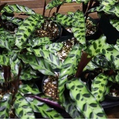 【観葉植物】カラテア インシグニスの画像