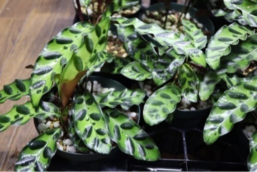 【観葉植物】カラテア インシグニス