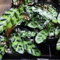 【観葉植物】カラテア インシグニスの画像