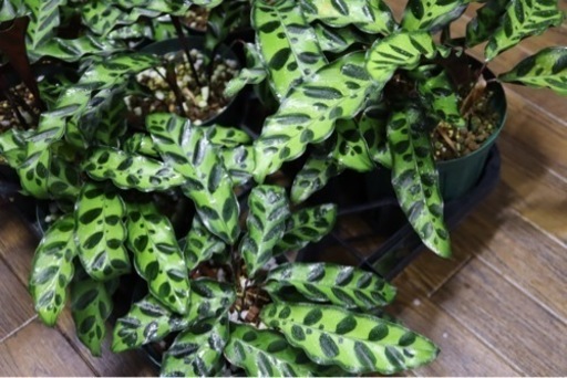 【観葉植物】カラテア インシグニス