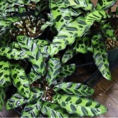 【観葉植物】カラテア インシグニスの画像