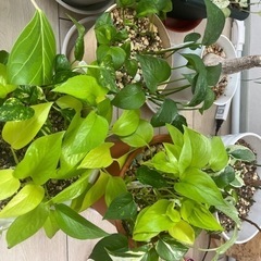 観葉植物　土植え　水挿し　まとめての画像