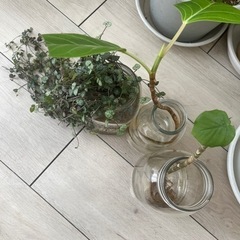 観葉植物　土植え　水挿し　まとめての画像