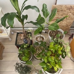 観葉植物　土植え　水挿し　まとめて