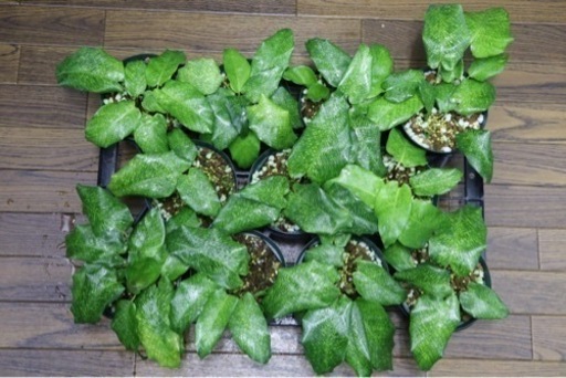 Amazon.co.jp: 観葉植物 カラテア ムサイカ（モザイク）: ホーム＆キッチン 【観葉植物】カラテア ムサイカ（モザイク）