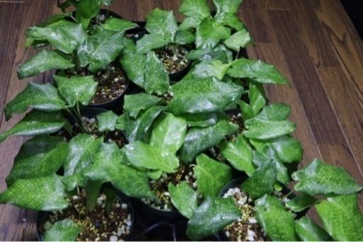 【観葉植物】カラテア ムサイカ（モザイク） 観葉植物 カラテア ムサイカ(モザイク) 【観葉植物 5号鉢】｜ 【植物の 