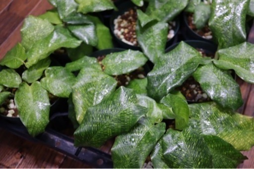 【観葉植物】カラテア ムサイカ（モザイク）