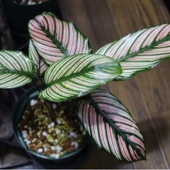 【観葉植物】カラテア ホワイトスターの画像