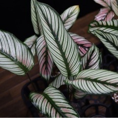 【観葉植物】カラテア ホワイトスターの画像