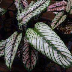 【観葉植物】カラテア ホワイトスターの画像