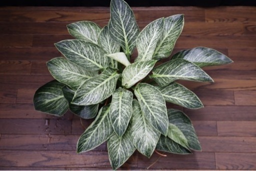 【観葉植物】フィロデンドロン・バーキン