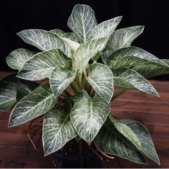 【観葉植物】フィロデンドロン・バーキン