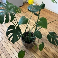 生活雑貨 家庭用品 ガーデニング