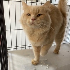 マンチカン男の子脚長