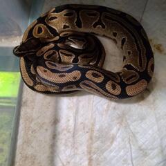 🐍爬虫類専門🦎 - メンバー募集