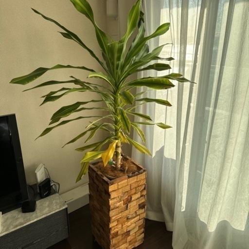 【引っ越し大セール】6万円で購入した植物