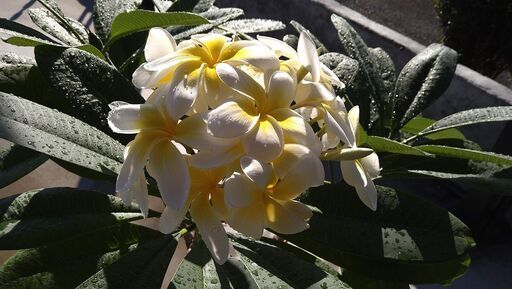 プルメリア花付き　１２０㎝大鉢　１２月４日現在の写真総入れ替え