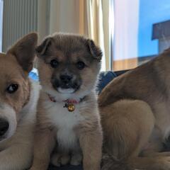 【エノキ】保護犬子犬　里親募集中!