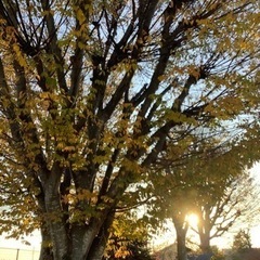 今年も落ち葉貰ってくださいの画像