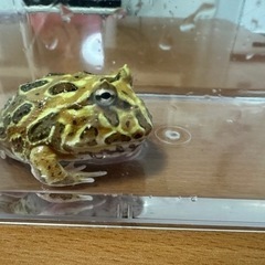 ツノガエルの中古が安い!激安で譲ります・無料であげます(4 ツノガエルの中古が安い!激安で譲ります・無料であげます(4
