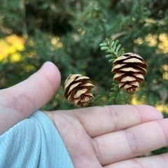 ミニ松ぼっくり クリスマスアイテムに*↟⍋*引取り注意の画像