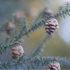 ミニ松ぼっくり クリスマスアイテムに*↟⍋*引取り注意の画像