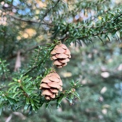 ミニ松ぼっくり クリスマスアイテムに*↟⍋*引取り注意の画像