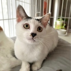 3ヶ月の子猫です − 茨城県