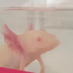 お譲り先決定しました①番アルビノ★ウーパールーパー∈(^o^)∋...