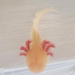 商談中②ゴールデン★ウーパールーパー∈(^o^)∋15㌢前後の画像