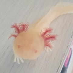 商談中②ゴールデン★ウーパールーパー∈(^o^)∋15㌢前後の画像