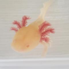商談中②ゴールデン★ウーパールーパー∈(^o^)∋15㌢前後の画像
